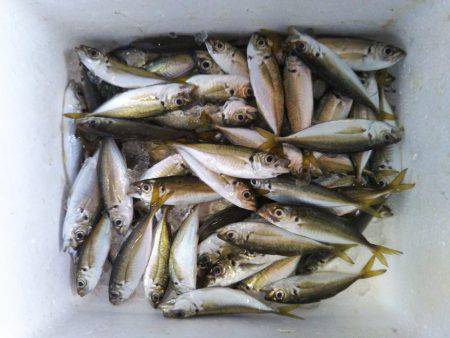 阿南市の椿泊でタチウオとシオと小アジ